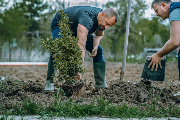 Best Tree Trimming and Pruning  in Poteau, OK