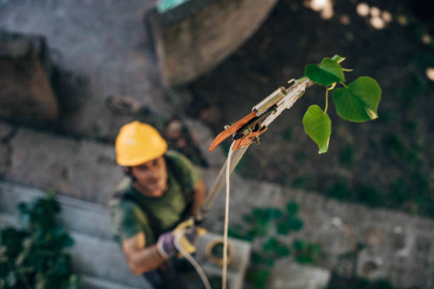 Best Tree and Shrub Care  in Poteau, OK