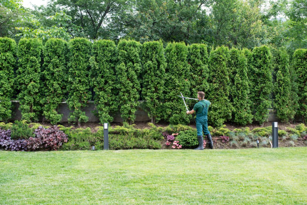 Trusted Poteau, OK Tree Services Experts