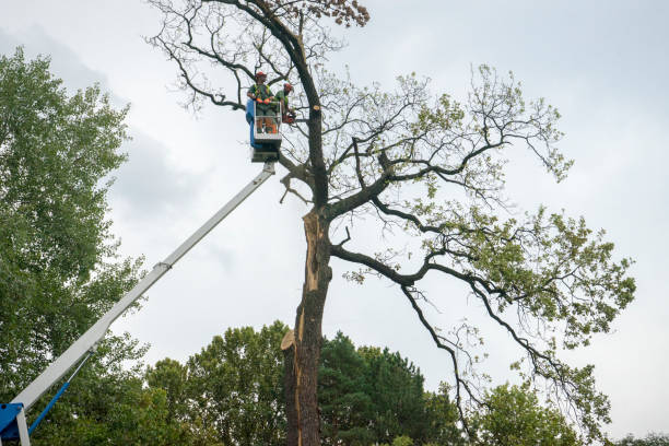 Best Fruit Tree Pruning  in Poteau, OK